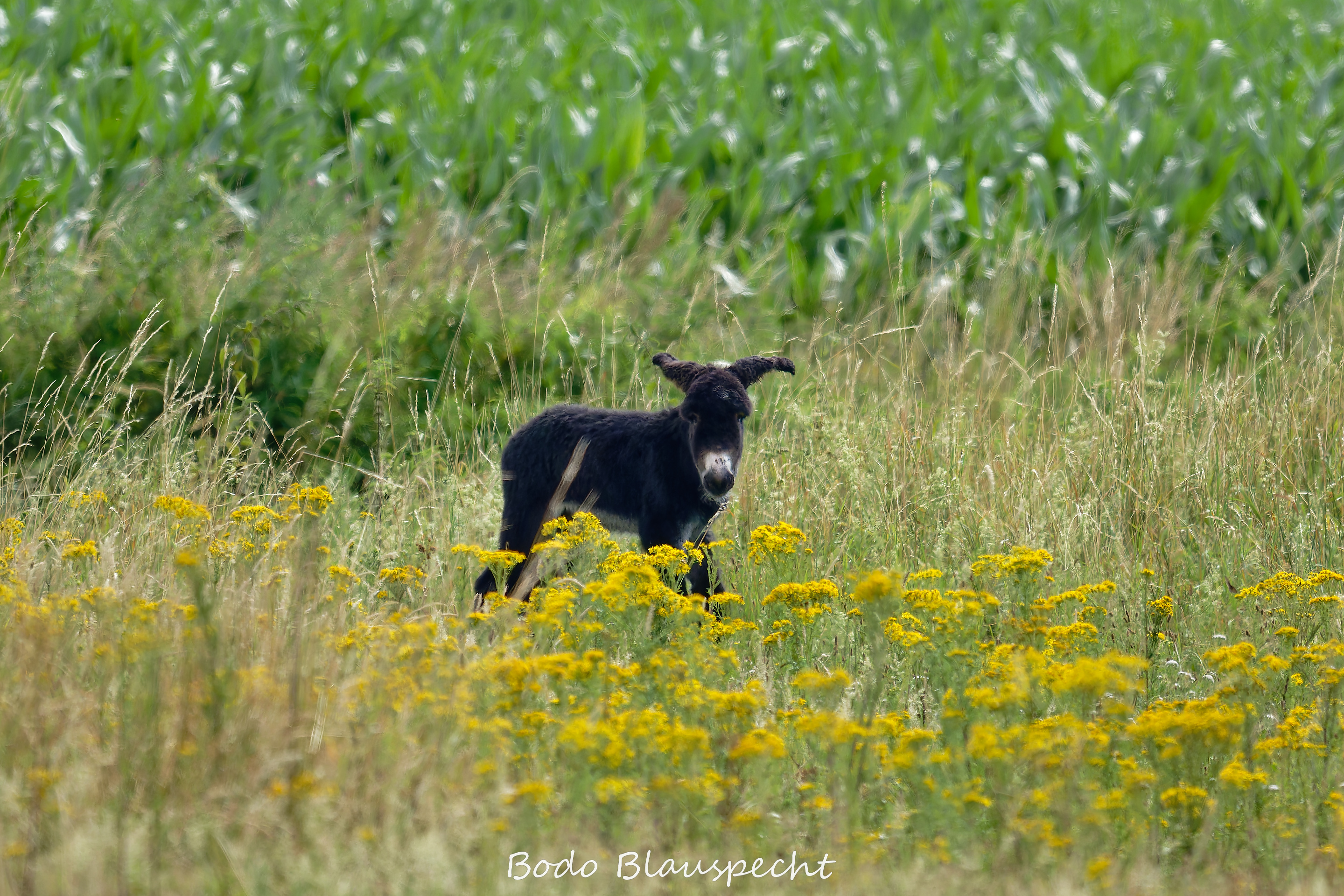 07.03 09.43 14   Poitou Esel   Steveraue WEB